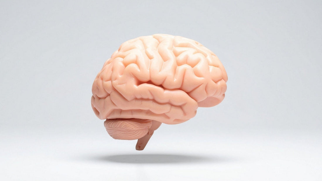La conexión entre el cerebro y el resto del cuerpo: por qué cuidar tu salud integral importa