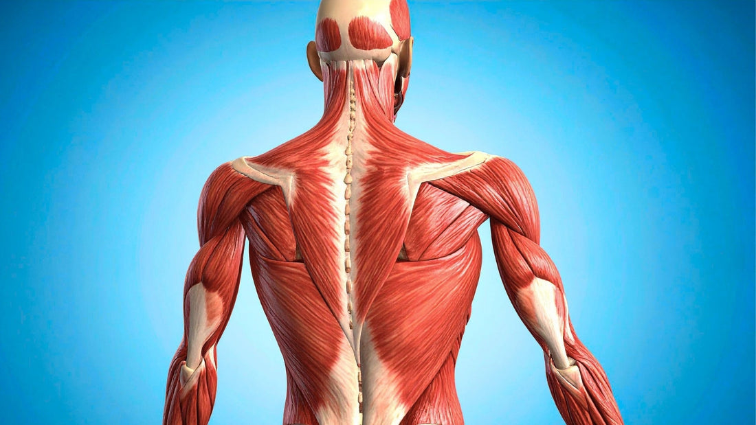 Sarcoma: Conociendo un cáncer poco común pero agresivo