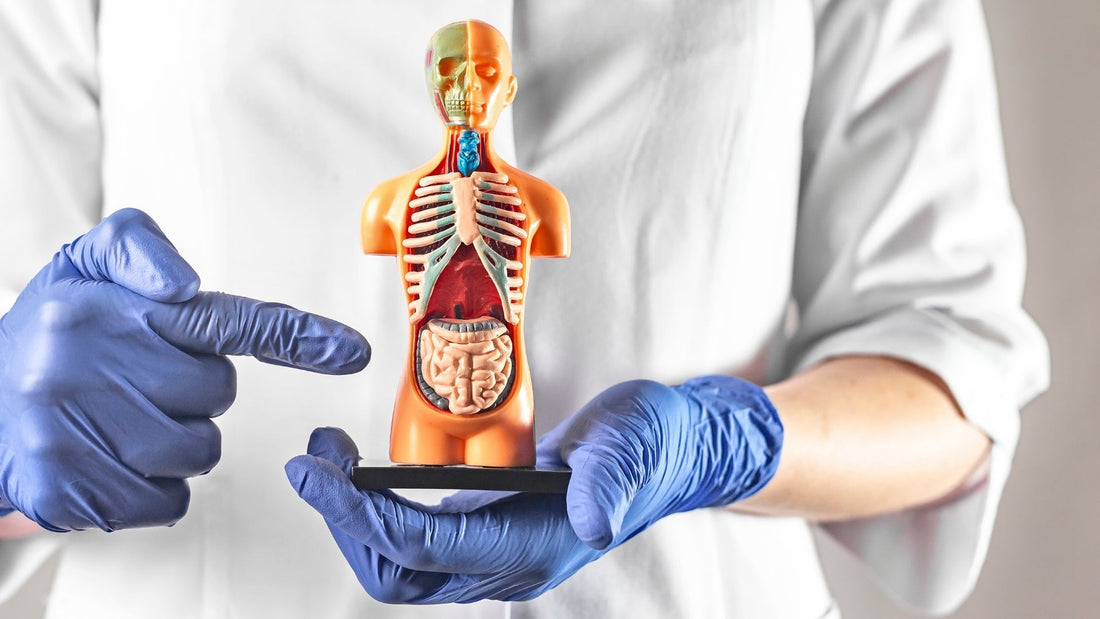 ¿Qué son las Enfermedades Inflamatorias Intestinales?