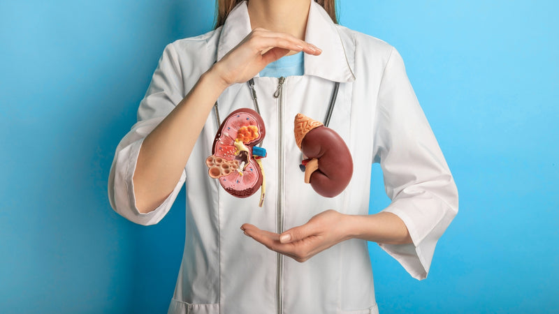 Prevención Renal: pequeños Hábitos que Salvan Grandes Funciones